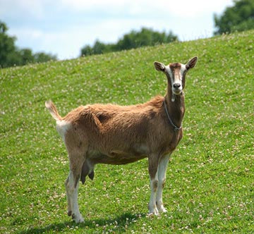 Goat Milk Soaps